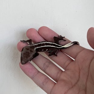 아잔틱 풀핀 화이트핀