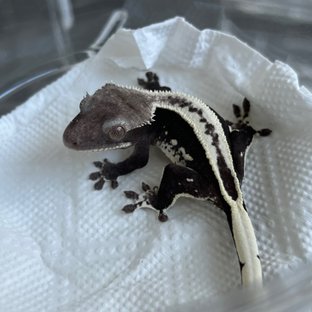 Axanthic White White Spot