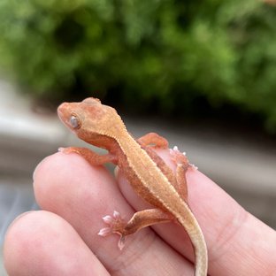 Hypo Pied Lilly White