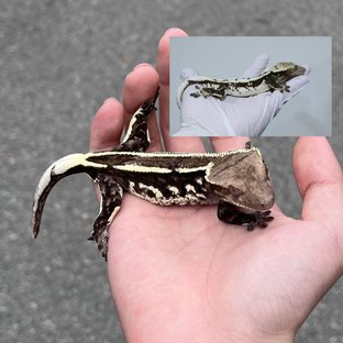 Axanthic Quad White Spot