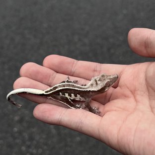 Axanthic White Spot Full Pinstripe