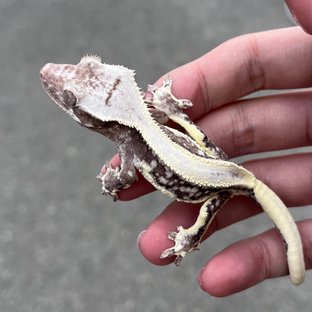 Lilly Axanthic Solid Back White Spot