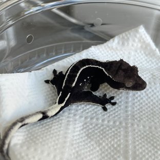 Axanthic