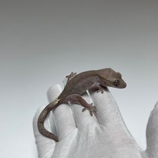 Axanthic Patternless