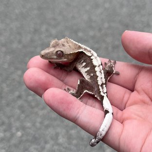 Axanthic White Spot