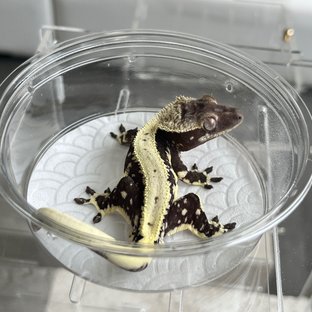 Lilly Axanthic
