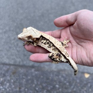 100% Het Axanthic Drippy White Spot