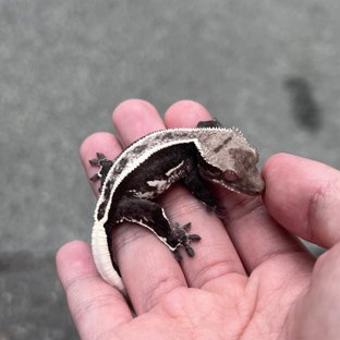 Axanthic Quad White Spot