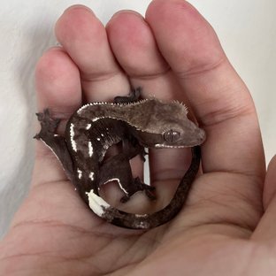 Axanthic