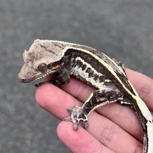 Axanthic Quad White Spot
