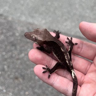 Cappuccino Axanthic