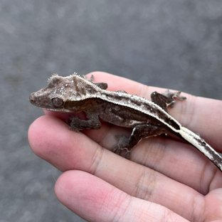 Axanthic Quad Full Pinstripe Super Stripe