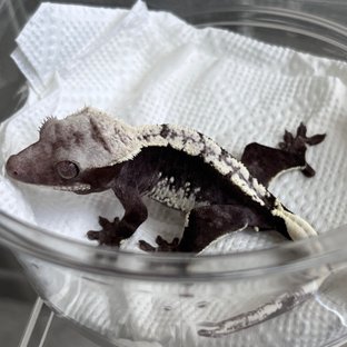 Axanthic White Spot