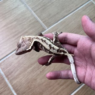 세이블 화이트스팟