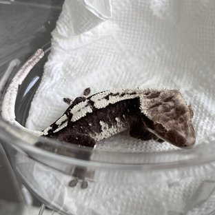 Axanthic White Spot