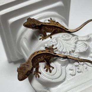 100%헷아잔틱 쿼드 화이트스팟