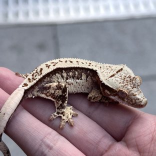 100% Het Axanthic White Spot