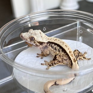 100% Het Axanthic Full Pinstripe Quad White Spot