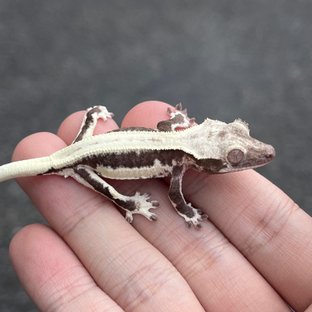LW Sable Axanthic Sable Lilly Axanthic