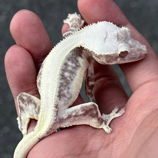 Lilly Axanthic Solid Back White Spot