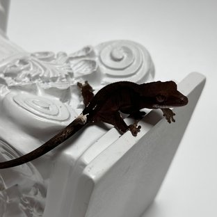 챠콜 팬텀 카푸치노