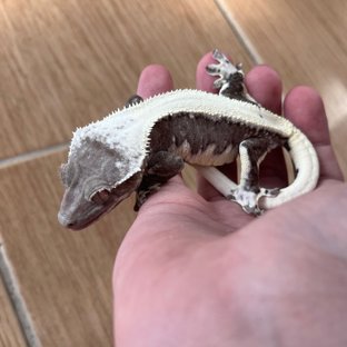 릴잔틱 솔리드백 드리피