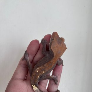 하이포 카푸치노