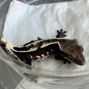 Axanthic White Spot