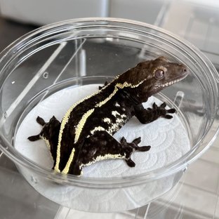 Axanthic Quad White Spot
