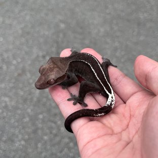 Axanthic Full Pinstripe