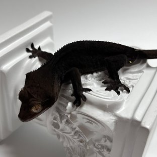 Charcoal Phantom Cappuccino