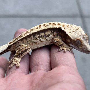 100% Het Axanthic White Spot White