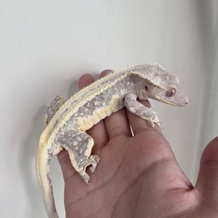 Lilly Axanthic White Spot Drippy