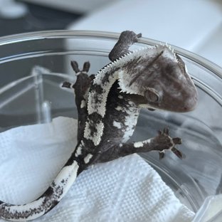 Axanthic White Spot