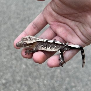 Axanthic White Spot