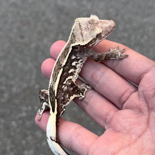 Axanthic Quad White Spot