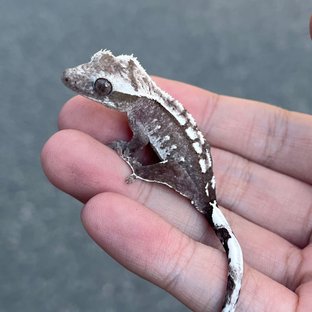 Axanthic White Spot