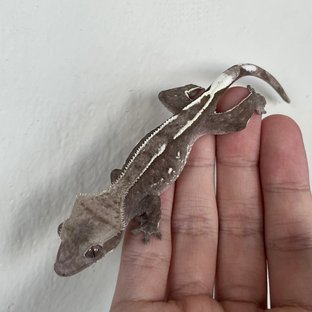 Axanthic
