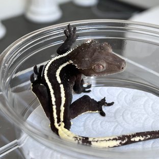 Axanthic