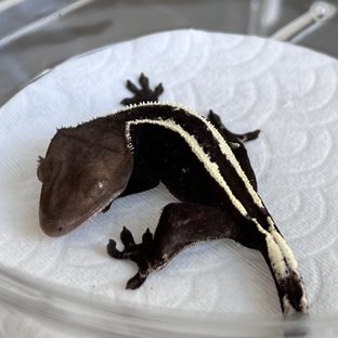 Sable Axanthic