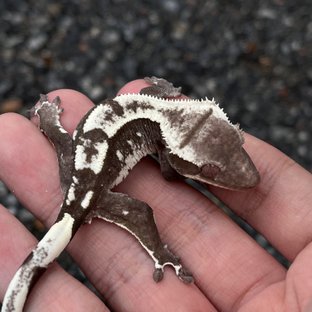 Axanthic White Spot