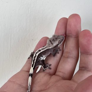 Axanthic Full Pinstripe Quad