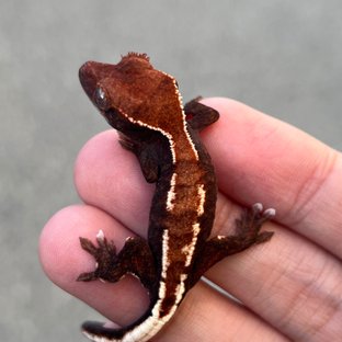 Cappuccino Pied