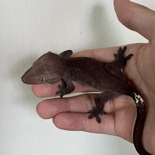 Axanthic