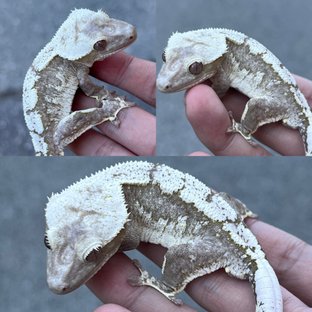 Axanthic White