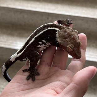 Axanthic Full Pinstripe White Spot
