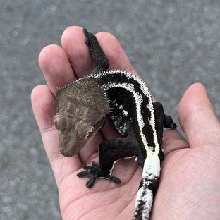 Axanthic Super Stripe White Spot
