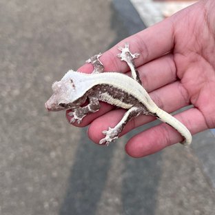 Lilly Axanthic Solid Back Drippy