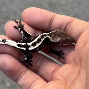 Sable Axanthic