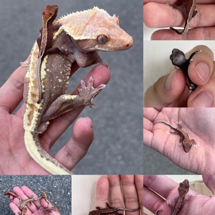 토시